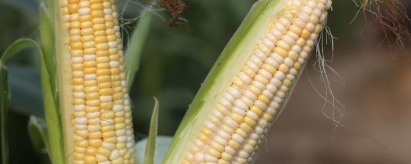 TLD369玉米种子特点，中抗大斑病