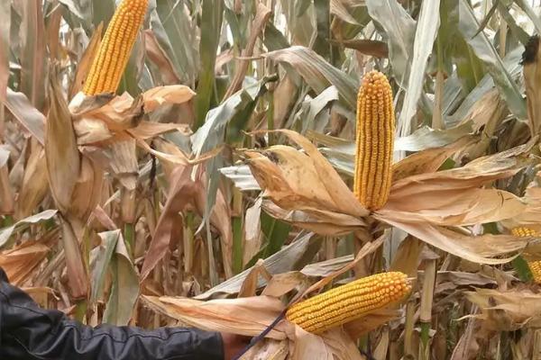 FJ6666玉米种子特征特性,密度3000株/亩左右