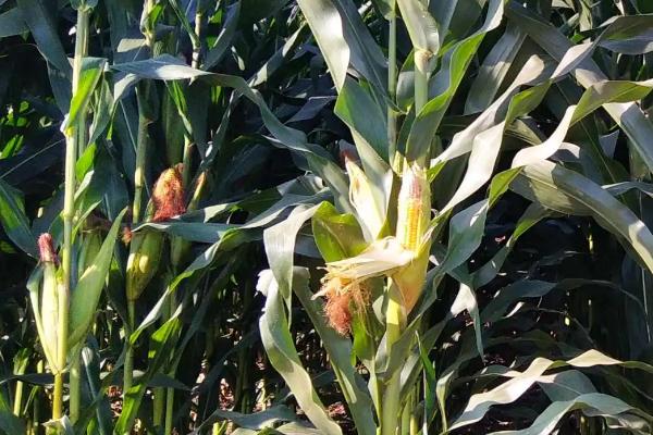 金丰捷321玉米品种简介,中抗茎腐病