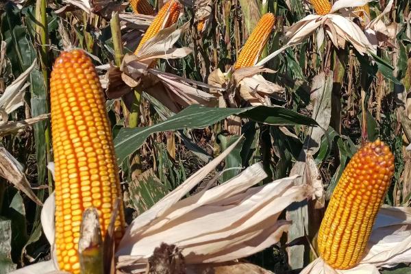 金丰捷321玉米品种简介,中抗茎腐病