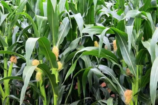 铁3579玉米种子特点，密度4500株/亩左右