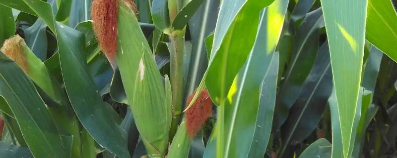 ZS1225玉米种子特点，中抗大斑病