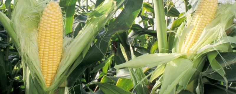 DL3949玉米种子特点，中抗茎腐病