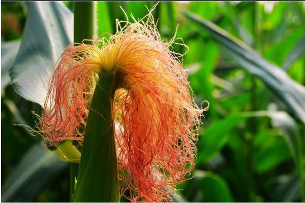 隆航30玉米品种的特性,密度5000株/亩左右