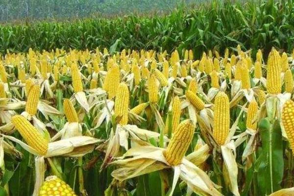 双玉2026玉米品种简介，中抗大斑病