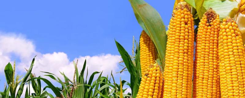 金诺玉508玉米品种的特性，中抗茎腐病