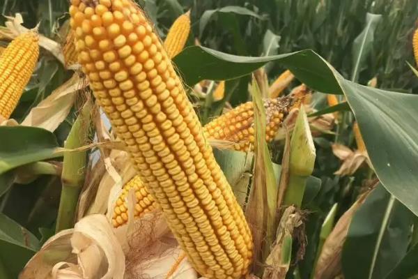 赢乾728玉米品种简介，中抗大斑病