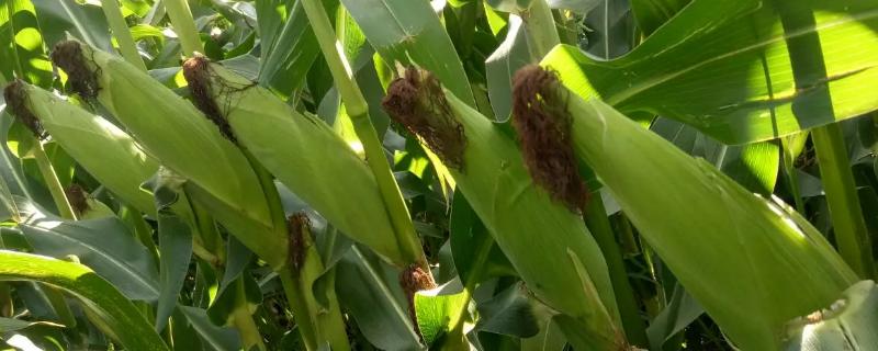 燕禾金968玉米种子特点，该品种幼苗长势较弱