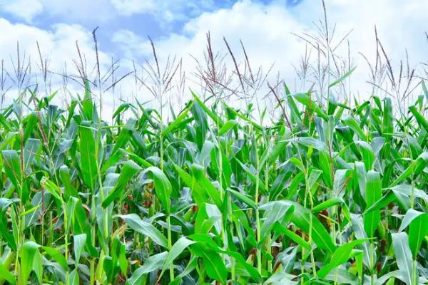 燕禾金968玉米种子特点，该品种幼苗长势较弱