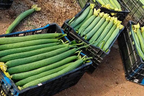 露天丝瓜的栽培管理方法，一定要做好瓜棚的搭建工作