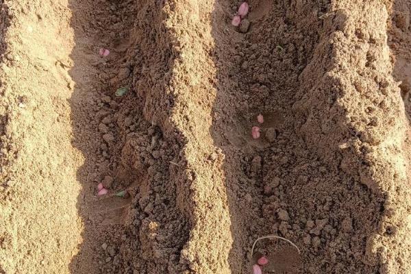 露天丝瓜的栽培管理方法，一定要做好瓜棚的搭建工作