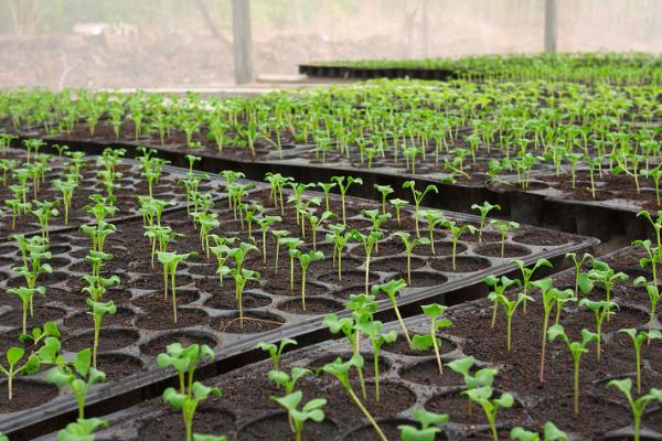 露天丝瓜的栽培管理方法，一定要做好瓜棚的搭建工作
