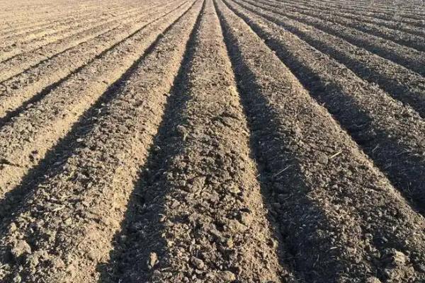 露天丝瓜的栽培管理方法，一定要做好瓜棚的搭建工作