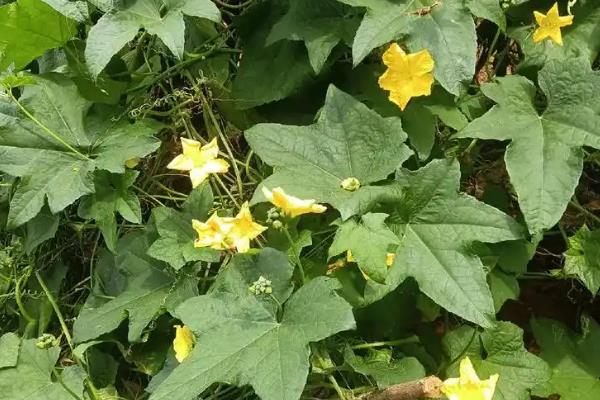 露天丝瓜的栽培管理方法，一定要做好瓜棚的搭建工作