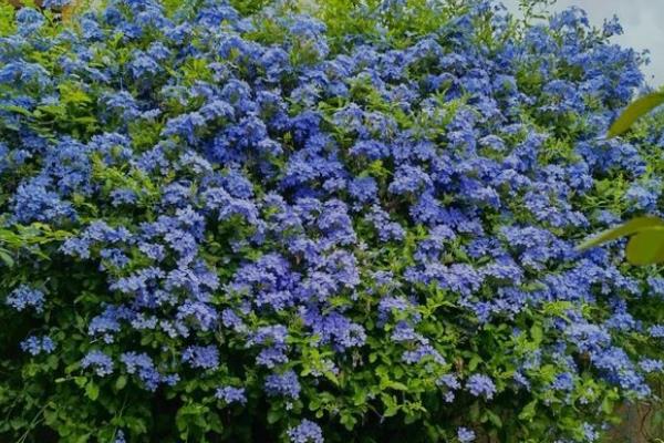 让蓝雪花颜色变深的方法，增加光照能让花色更鲜艳