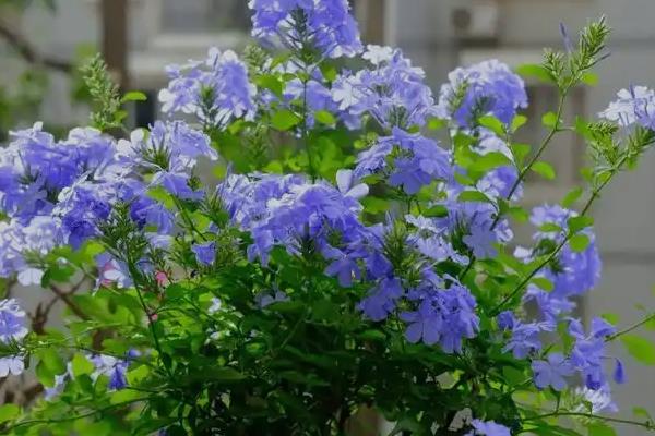 让蓝雪花颜色变深的方法，增加光照能让花色更鲜艳