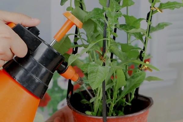 让蓝雪花颜色变深的方法，增加光照能让花色更鲜艳