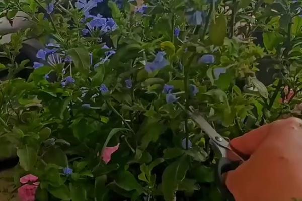 让蓝雪花颜色变深的方法，增加光照能让花色更鲜艳