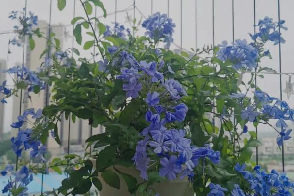 让蓝雪花颜色变深的方法，增加光照能让花色更鲜艳