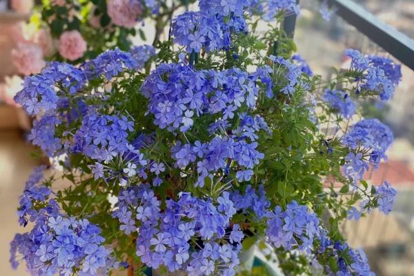 让蓝雪花颜色变深的方法，增加光照能让花色更鲜艳