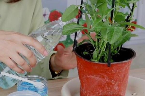 让蓝雪花颜色变深的方法，增加光照能让花色更鲜艳