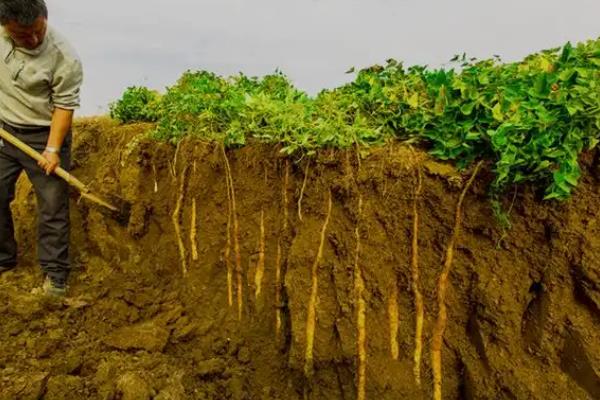 山药发芽长藤能不能种植，将藤蔓连带发芽部位剪下即可栽种