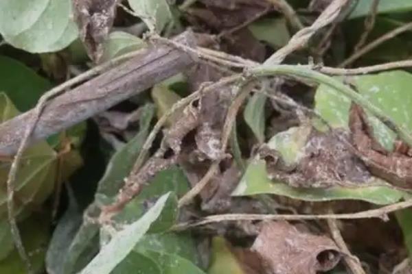 山药发芽长藤能不能种植，将藤蔓连带发芽部位剪下即可栽种