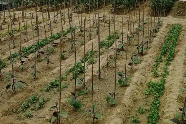 山药发芽长藤能不能种植，将藤蔓连带发芽部位剪下即可栽种