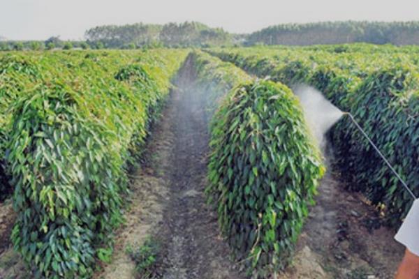 山药发芽长藤能不能种植，将藤蔓连带发芽部位剪下即可栽种