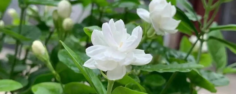 茉莉花怎么养，通常2年左右需换盆
