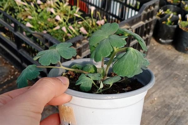 耧斗菜的养殖方法，春夏季节每隔2-3天浇一次水