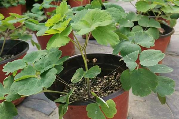 耧斗菜的养殖方法，春夏季节每隔2-3天浇一次水