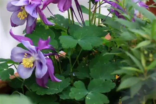 耧斗菜的养殖方法，春夏季节每隔2-3天浇一次水