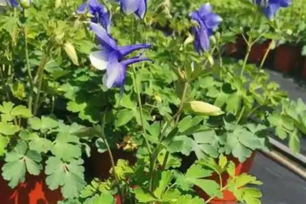 耧斗菜的养殖方法，春夏季节每隔2-3天浇一次水