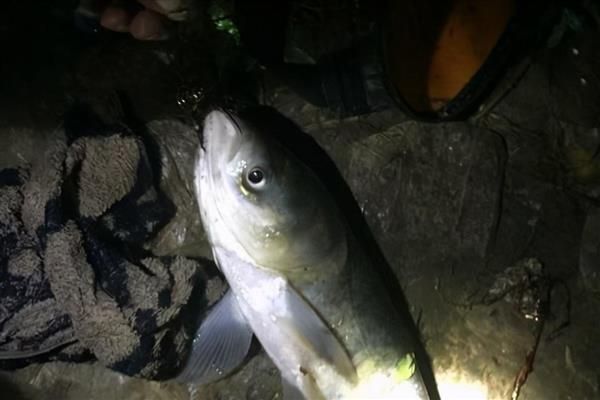 晚上钓鲢鳙水深多少合适,在1.5米到3米