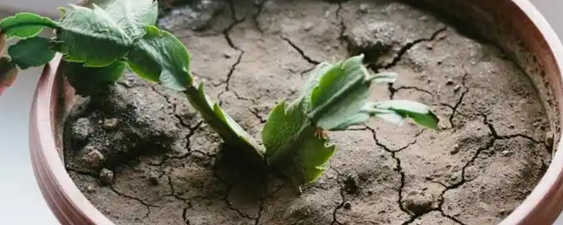 花盆里的土板结了怎么解决，可松土施肥并浸泡保湿