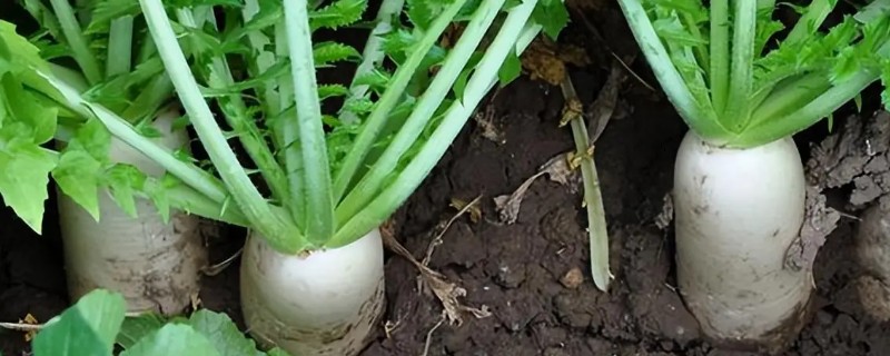 怎么种植春萝卜，起垄栽培可提高产量