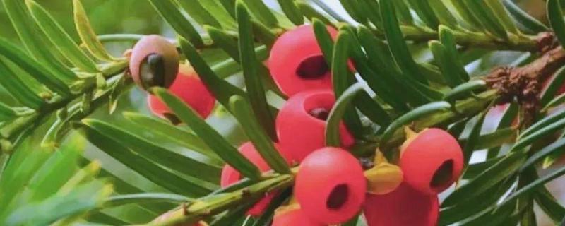 红豆杉几年可以开花结果，养殖5-6年后可以开花结果