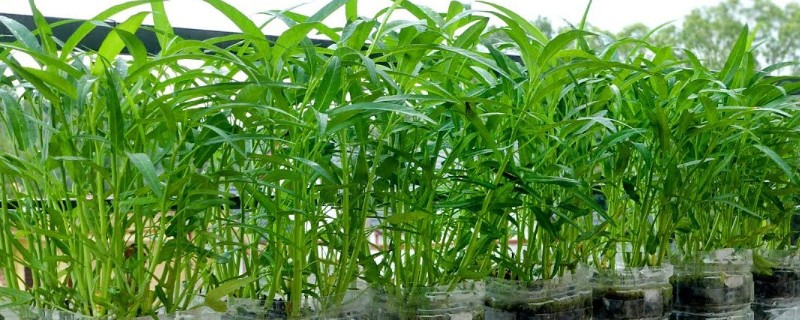 空心菜怎么进行无土栽培，使用栽培槽按照适宜株行距定植