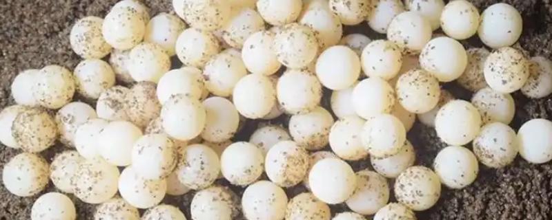 甲鱼蛋多久能孵化出来，自然孵化需要2-3个多月