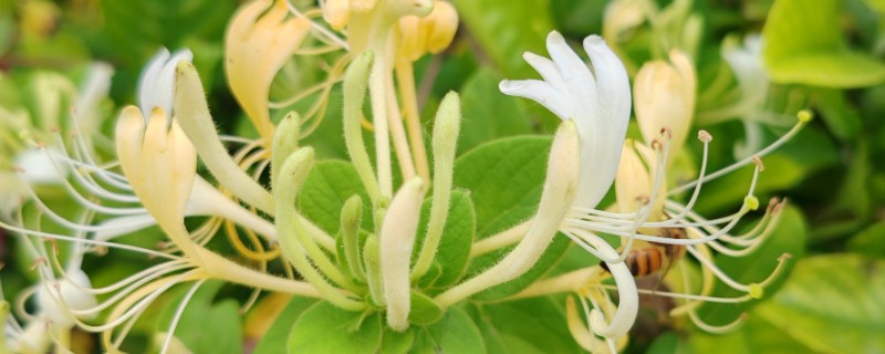 金银花如何判断死了，表现为叶色发黄脱落