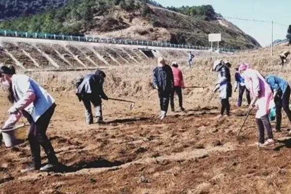 怎么种植茅针，对种子消毒后再撒播覆土