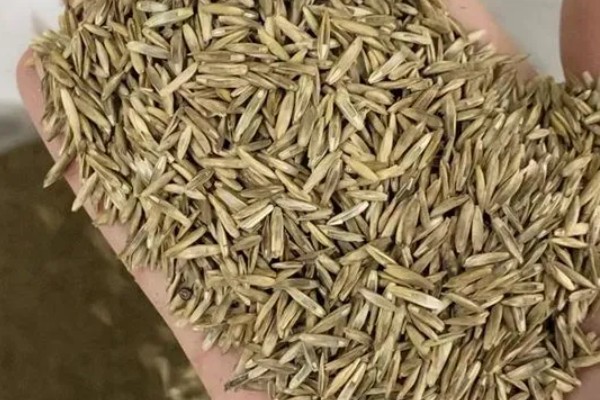 怎么种植茅针，对种子消毒后再撒播覆土