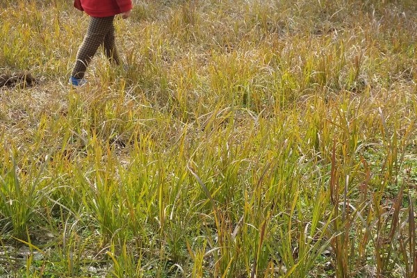 怎么种植茅针，对种子消毒后再撒播覆土