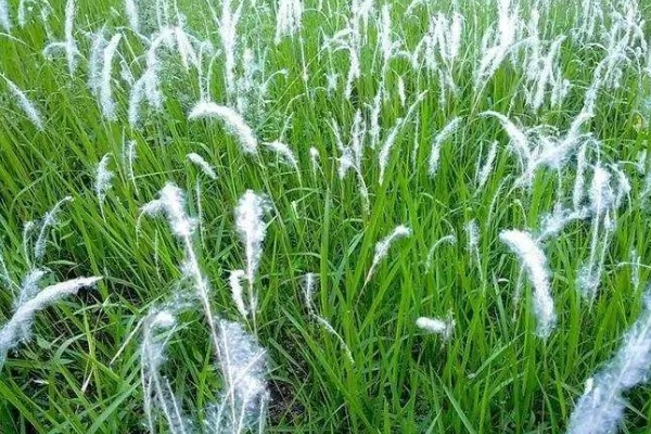 怎么种植茅针，对种子消毒后再撒播覆土