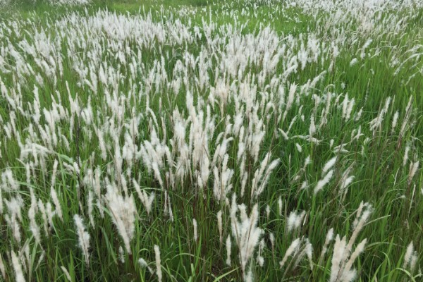 怎么种植茅针，对种子消毒后再撒播覆土