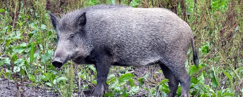 家猪放养会不会变成野猪，通常不会变成野猪