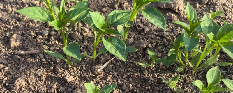 辣椒的育苗技术，育苗方法以播种为主