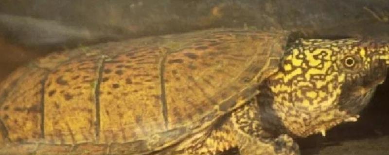 麝香龟是深水龟吗，麝香龟是深水龟