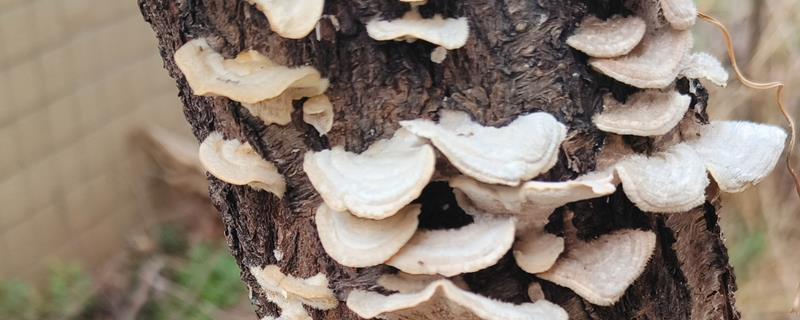 哪种像蘑菇的东西长在桃树上，可能是牛皮菇、树舌灵芝等品种